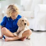 Child playing with baby dog. Kids play with puppy. Little boy and American cocker spaniel at couch at home. Children and pets at home. Kid sitting on the floor with pet. Animal care.
