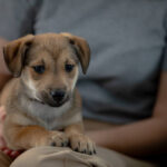 A cute, adorable puppy is lying comfortably on its owners lap, showcasing an incredibly heartwarming moment of joy
