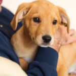 Man holding adopted cute golden puppy in his arms. Family love
