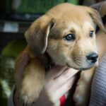 smiling golden lab puppy